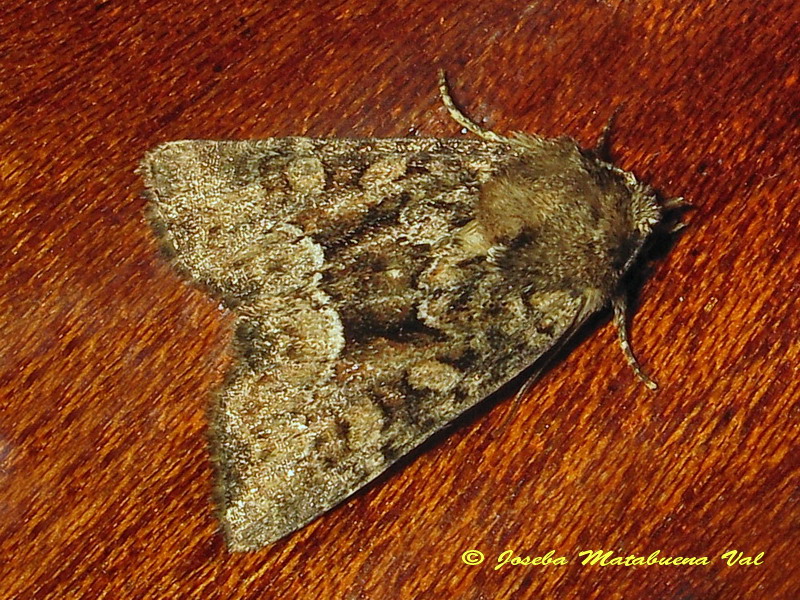 Oligia latruncula - Noctuidae? Oligia sp.